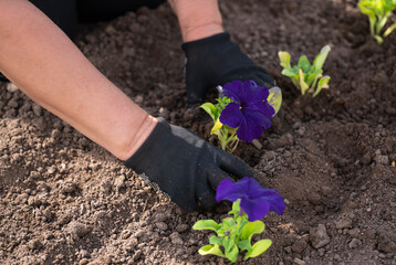 A woman plants flowers (petunias) in the ground in a street flowerbed.