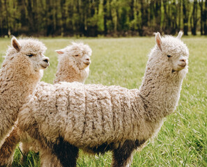 Alpacas graze in the spring meadow high in the mountains.