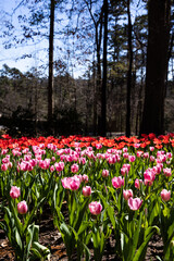 tulip field in spring