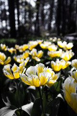 yellow tulips in the garden