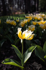 yellow tulips in the garden