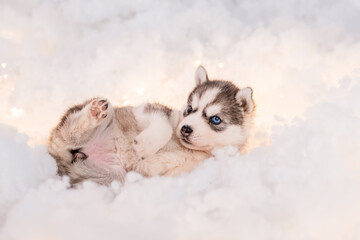 A little one and a half month old husky puppy on white fluff with luminous garlands.