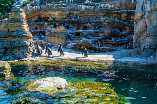 Seattle Zoo Penguins