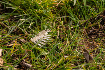 White fish bones in grass.