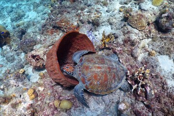 Vivid coral reef and marine turtle. Sea turtle (Chelonia mydas) in the sea sponge. Aquatic animal, fish and corals, underwater photography from scuba diving. Wildlife in the ocean.