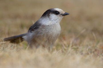 Canada jay is standing in the grass in spring with full pouch.