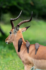 Piqueboeuf à bec rouge, Red billed Oxpecker, Buphagus erythrorhynchus, Impala,  Aepyceros melampus