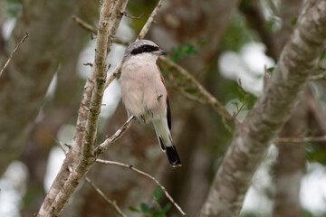 Pie grièche écorcheur,.Lanius collurio, Red backed Shrike