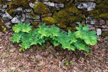 Sceau de Salomon; Polygonatum odoratum