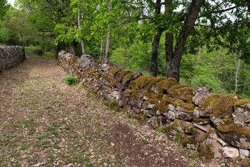 muret en pierre sèche, Chêne pédonculé, Quercus robur,  Rivière sur Tarn, 12, Aveyron, Parc...