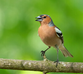 Obraz premium Common chaffinch, Fringilla coelebs. A male bird sings while sitting on a tree branch in the woods