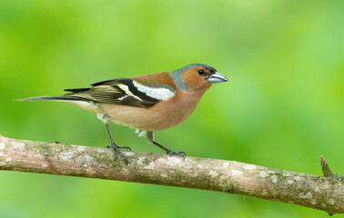 Common chaffinch, Fringilla coelebs. A bird in the forest sits on a branch on a beautiful background