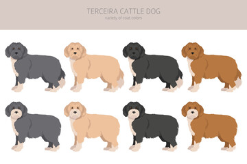 Terceira Cattle dog clipart. Different poses, coat colors set