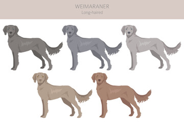 Weimaraner longhaired dog clipart. All coat colors set.  All dog breeds characteristics infographic