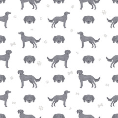Weimaraner longhaired dog seamless pattern. All coat colors set.  All dog breeds characteristics infographic