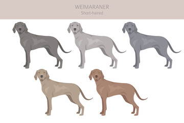 Weimaraner shorthaired dog clipart. All coat colors set.  All dog breeds characteristics infographic