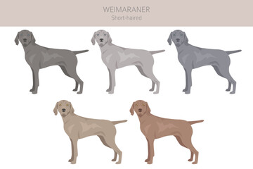 Weimaraner shorthaired dog clipart. All coat colors set.  All dog breeds characteristics infographic