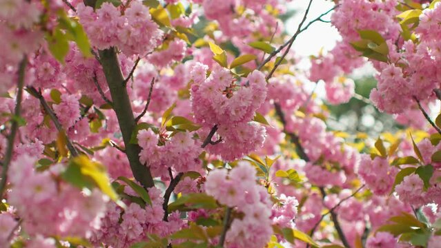 Spring forest cherry pink flowers branch blooming plant