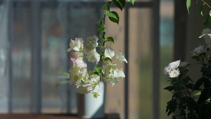 The beautiful flowers blooming in the garden in the warm season