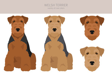 Welsh terrier clipart. Different poses, coat colors set