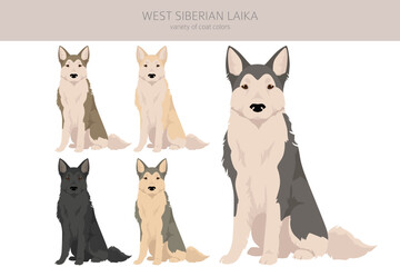 West Siberian Laika clipart. All coat colors set.  All dog breeds characteristics infographic