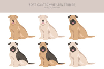 Soft coated Wheaten Terrier clipart. Different poses, coat colors set