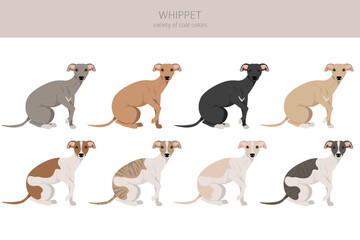 Fototapeta premium Whippet clipart. Different poses, coat colors set