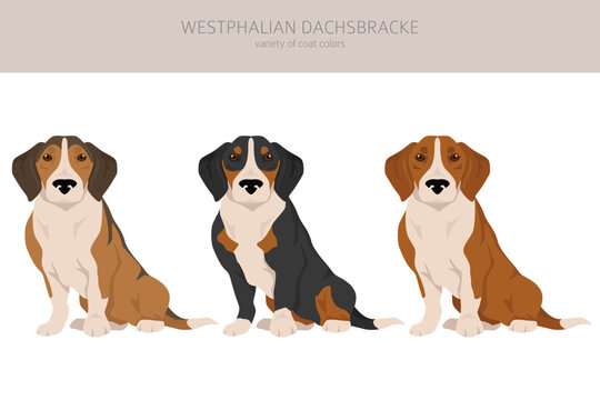 Westphalian dachsbracke clipart. All coat colors set.  All dog breeds characteristics infographic