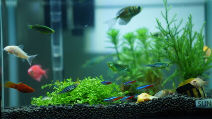 The fishes swimming in the glass fish tank