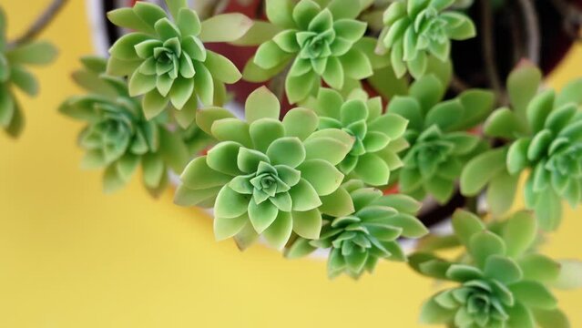 echeveria plant with small green leaves on yellow background