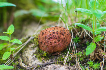 mushrooms in the grass