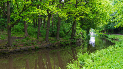 Canal in the forest