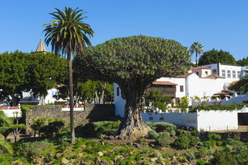 Fototapeta na wymiar Millennial Dragon Tree (Dracaena draco), Icod de los Vinos, Tenerife, Canary Islands, Spain