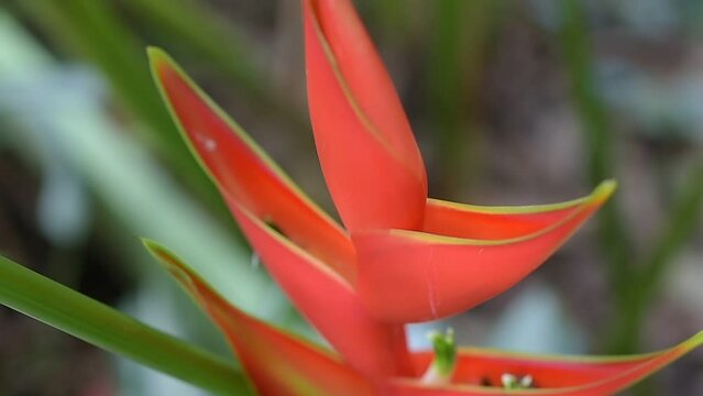 heliconia flowers, amazing nature of thailand