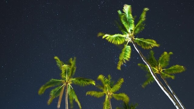 close up of plants with background night starry sky