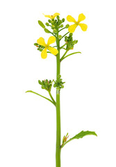 Wild mustard plant isolated on white background, Sinapis arvensis