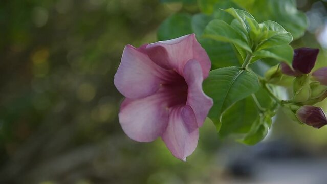 Allamanda flower blooming on a tree, the beautiful nature of thailand, amazing nature, tekoma upright, pink bellflower, tulip bush, elderberry, bignonia, esperanza