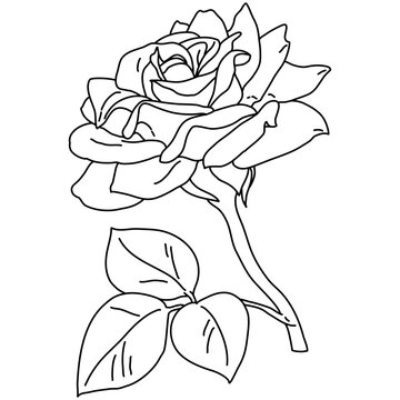 Rose flower in bloom on stem with leaf line art. Hand drawn realistic detailed vector illustration. Black and white clipart.