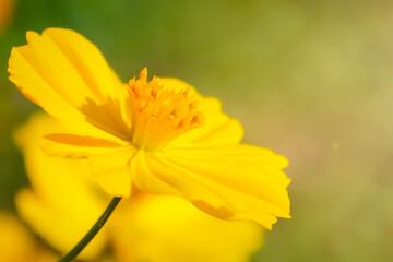 Fototapeta premium yellow cosmos flowers in the morning