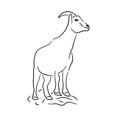 Goat in doodle style. Icons sketch hand made. Vector.