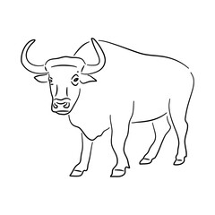 Sketch hand drawn silhouette of a Bull. Doodle vector isolated on a white background.