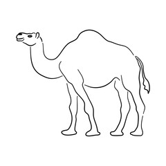 Camel in doodle style. Icons sketch hand made. Vector.