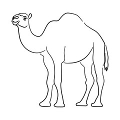 Sketch hand drawn silhouette of a Camel. Doodle vector isolated on a white background.