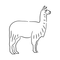Llama in doodle style. Icons sketch hand made. Vector.