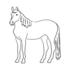 Sketch hand drawn silhouette of a Horse. Doodle vector isolated on a white background.