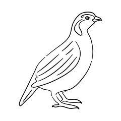 Quails in doodle style. Icons sketch hand made. Vector.