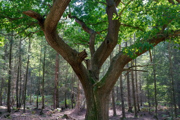 Brautiful oak tree in Ashdown forest in summer, close up