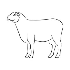 Sheep in doodle style. Icons sketch hand made. Vector.