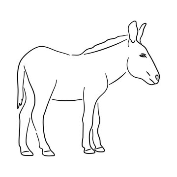 Sketch hand drawn silhouette of a Donkey. Doodle vector isolated on a white background.