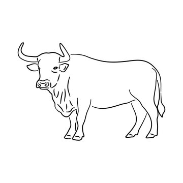 Bull in doodle style. Icons sketch hand made. Vector.